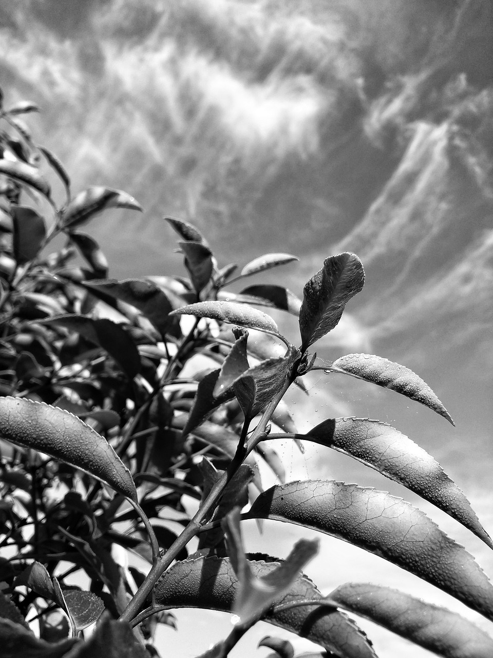 leaves nature black and white free photo