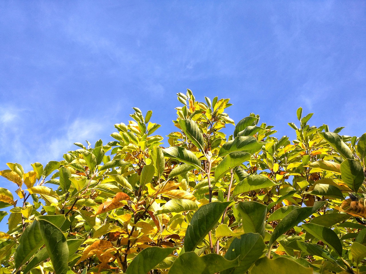 leaves tree sky free photo