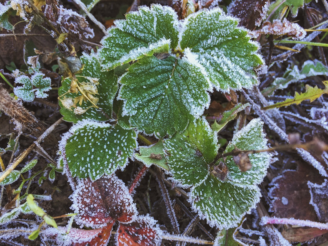 leaves strawberry of freezing free photo