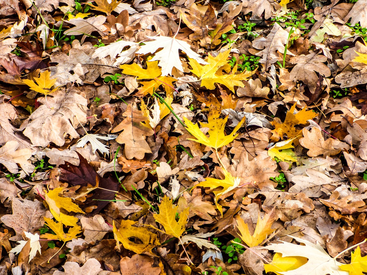 leaves avar autumn free photo
