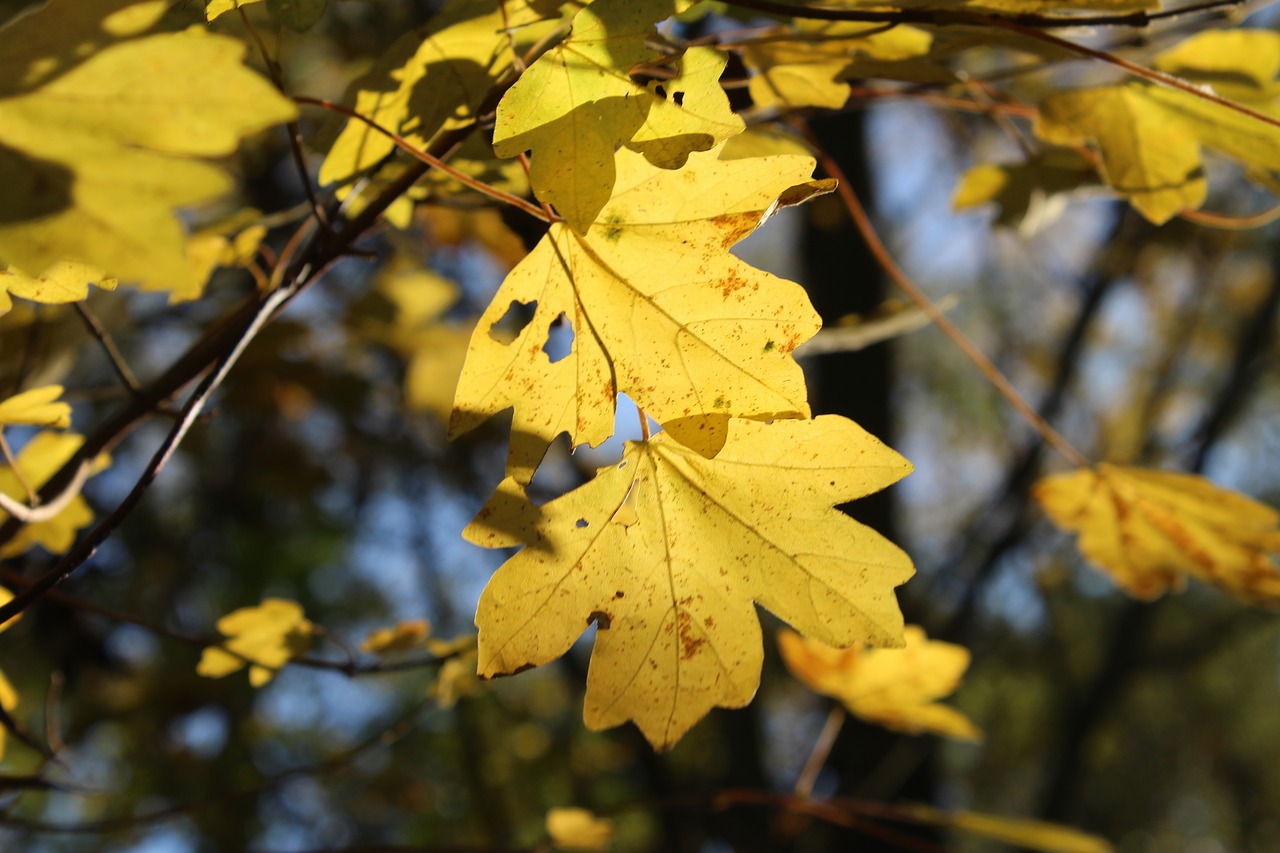 leaves autumn tree free photo