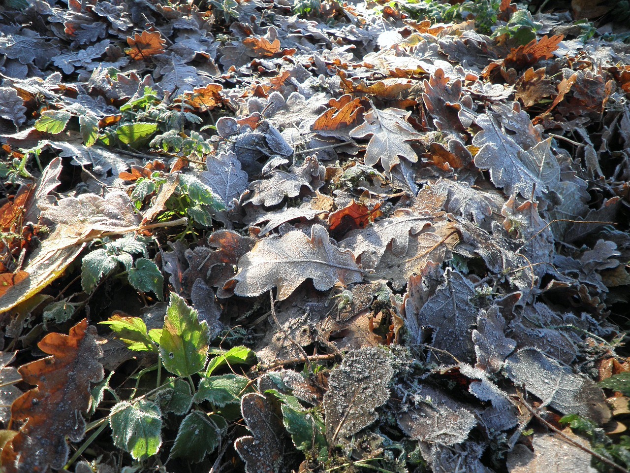 leaves hoarfrost frost free photo