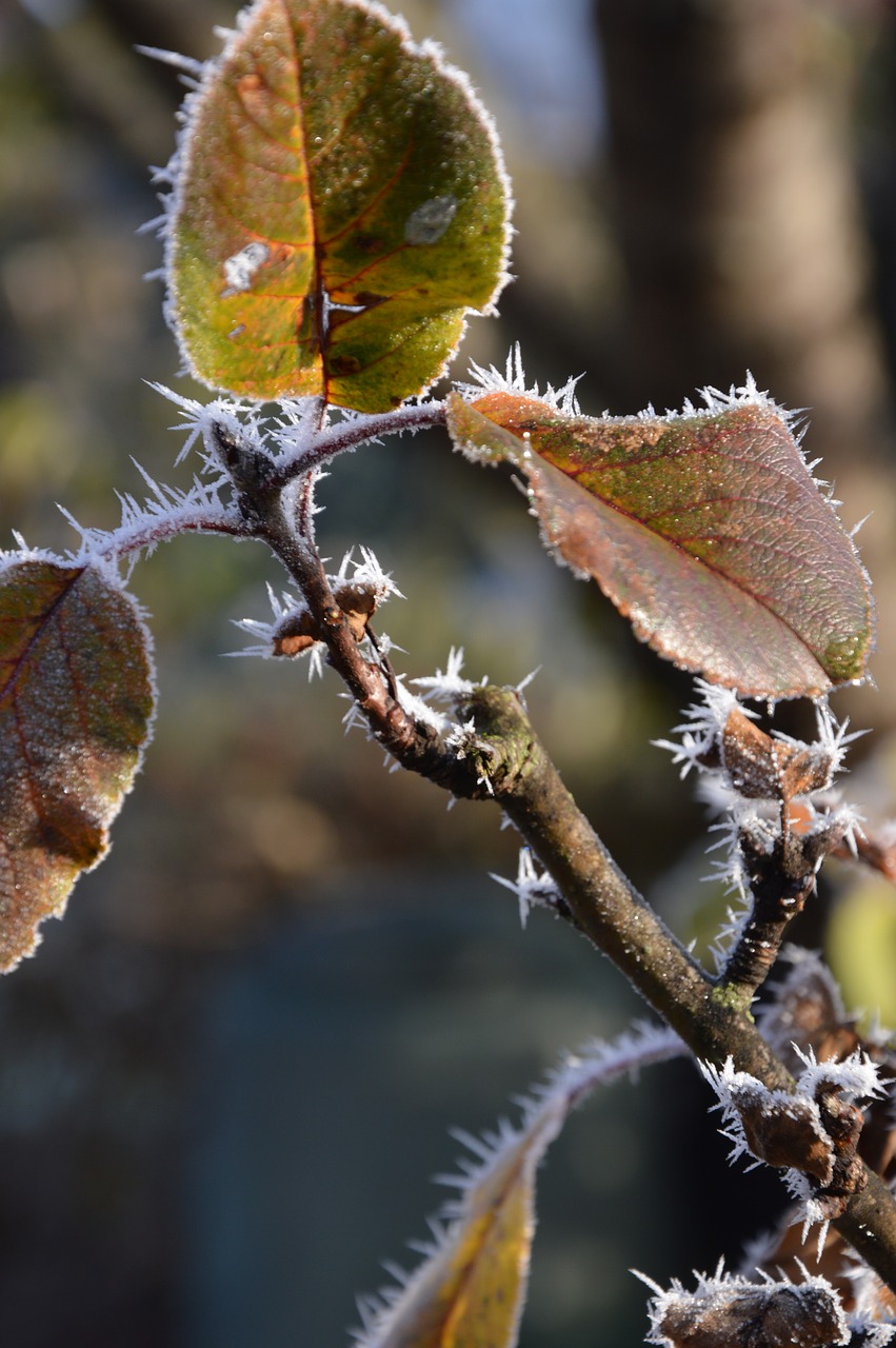 leaves boxer shorts ice free photo