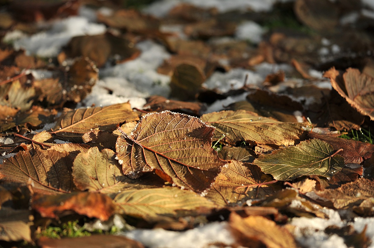 leaves garden snow free photo