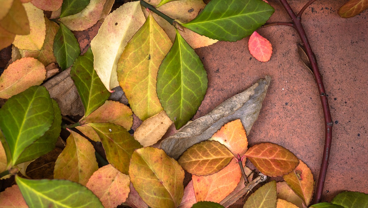 leaves autumn plants free photo