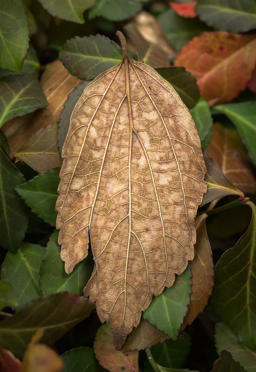 leaves autumn plants free photo