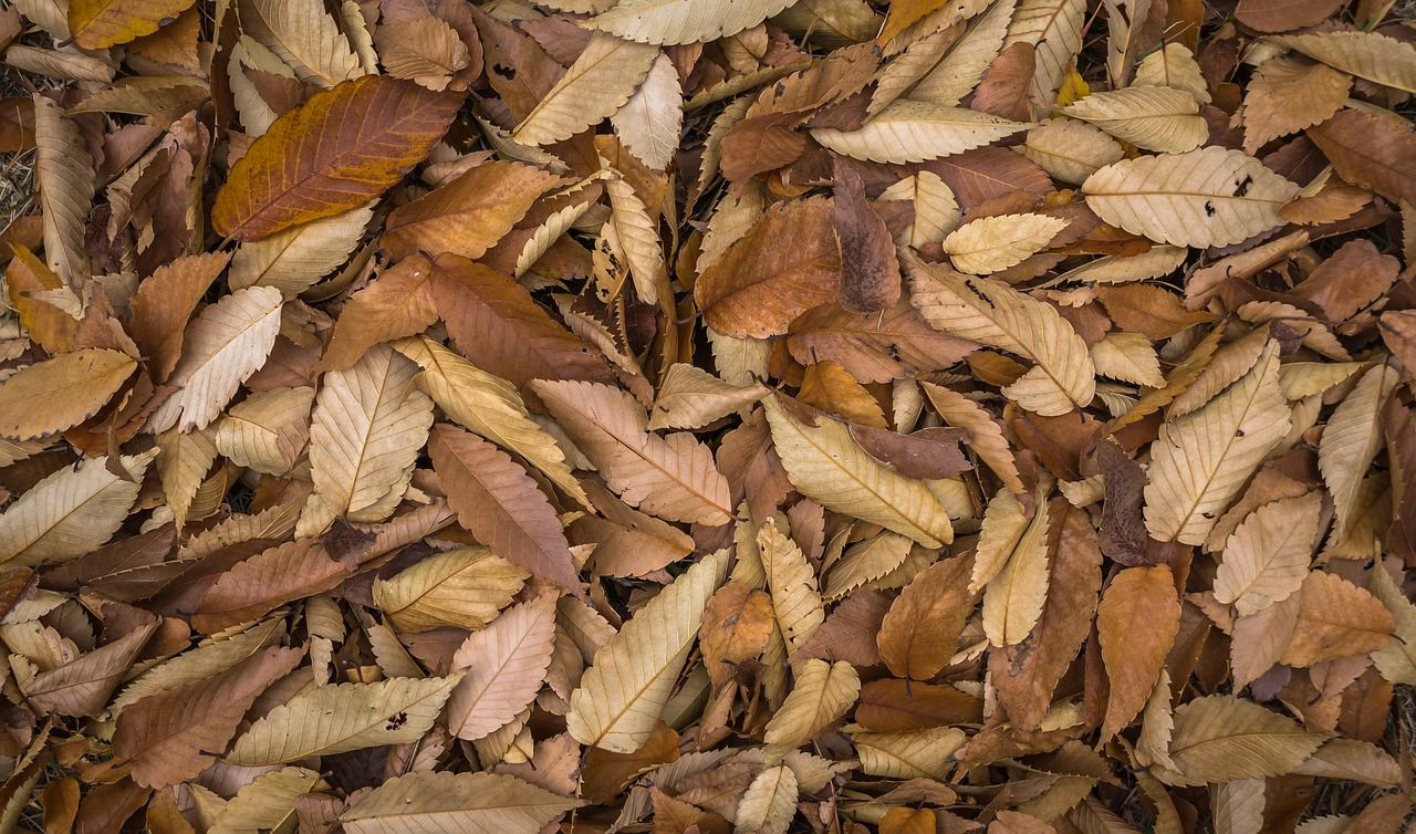 leaves autumn plants free photo