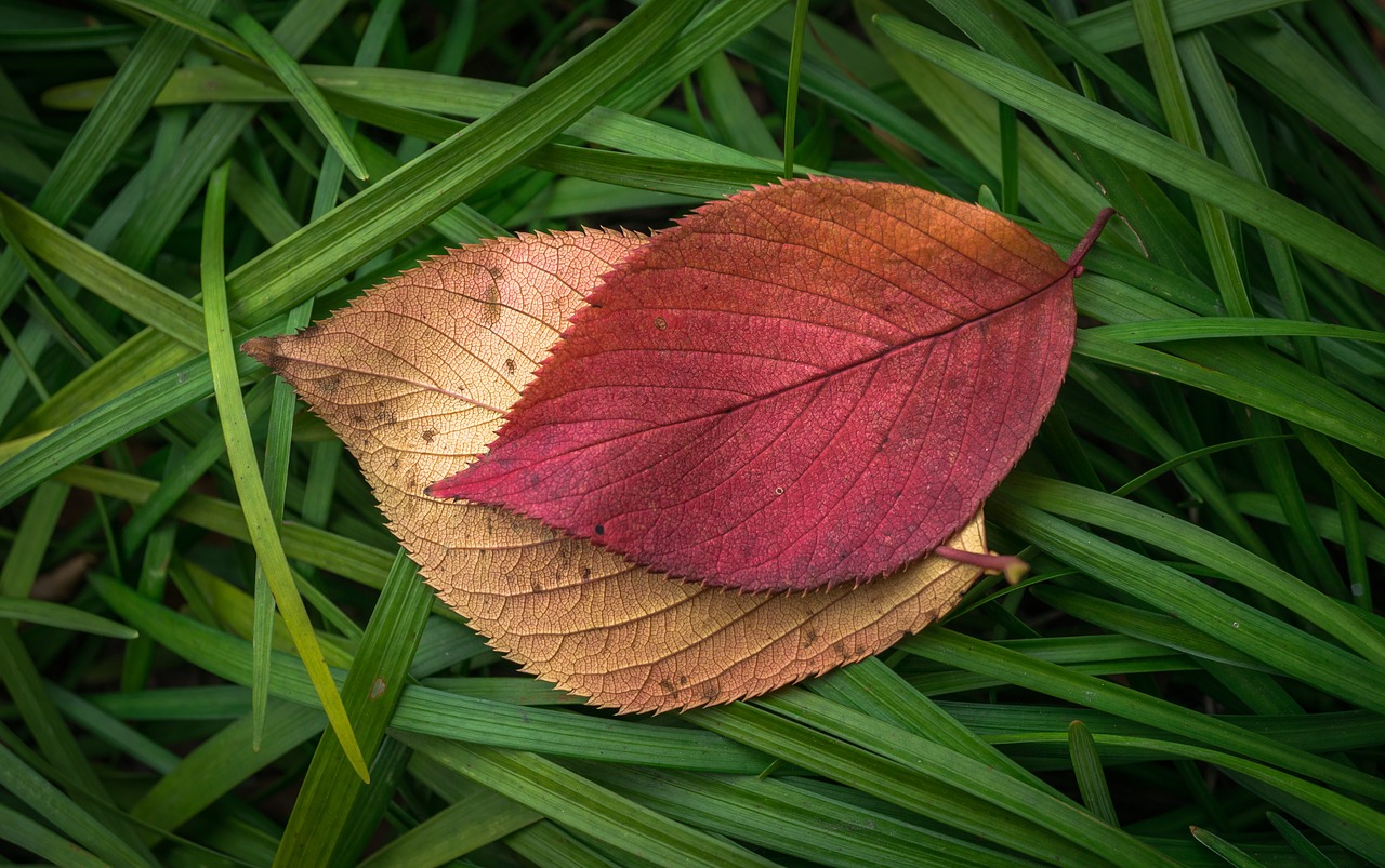 leaves autumn plants free photo