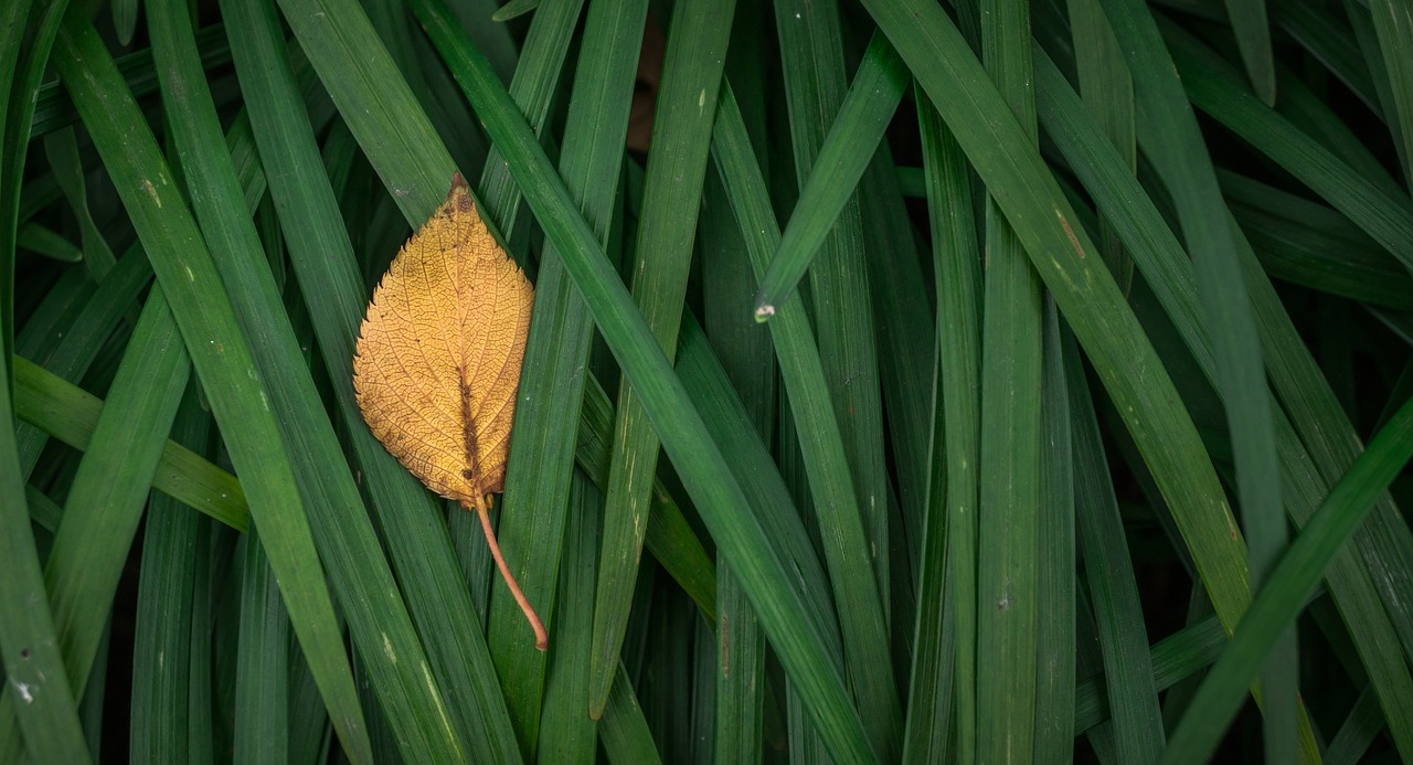 leaves autumn plants free photo