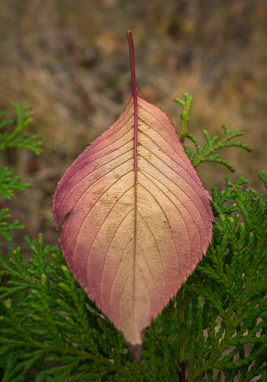 leaves autumn plants free photo