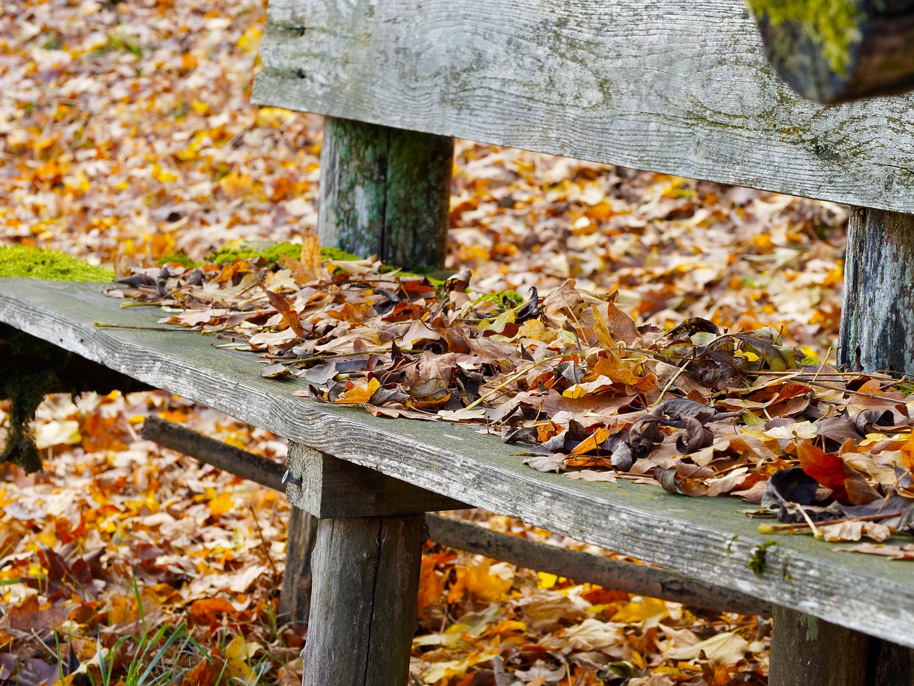 leaves old bench fall free photo