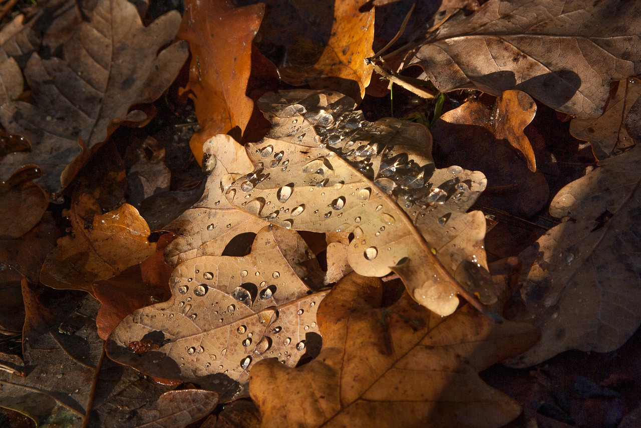 leaves fall raindrops free photo