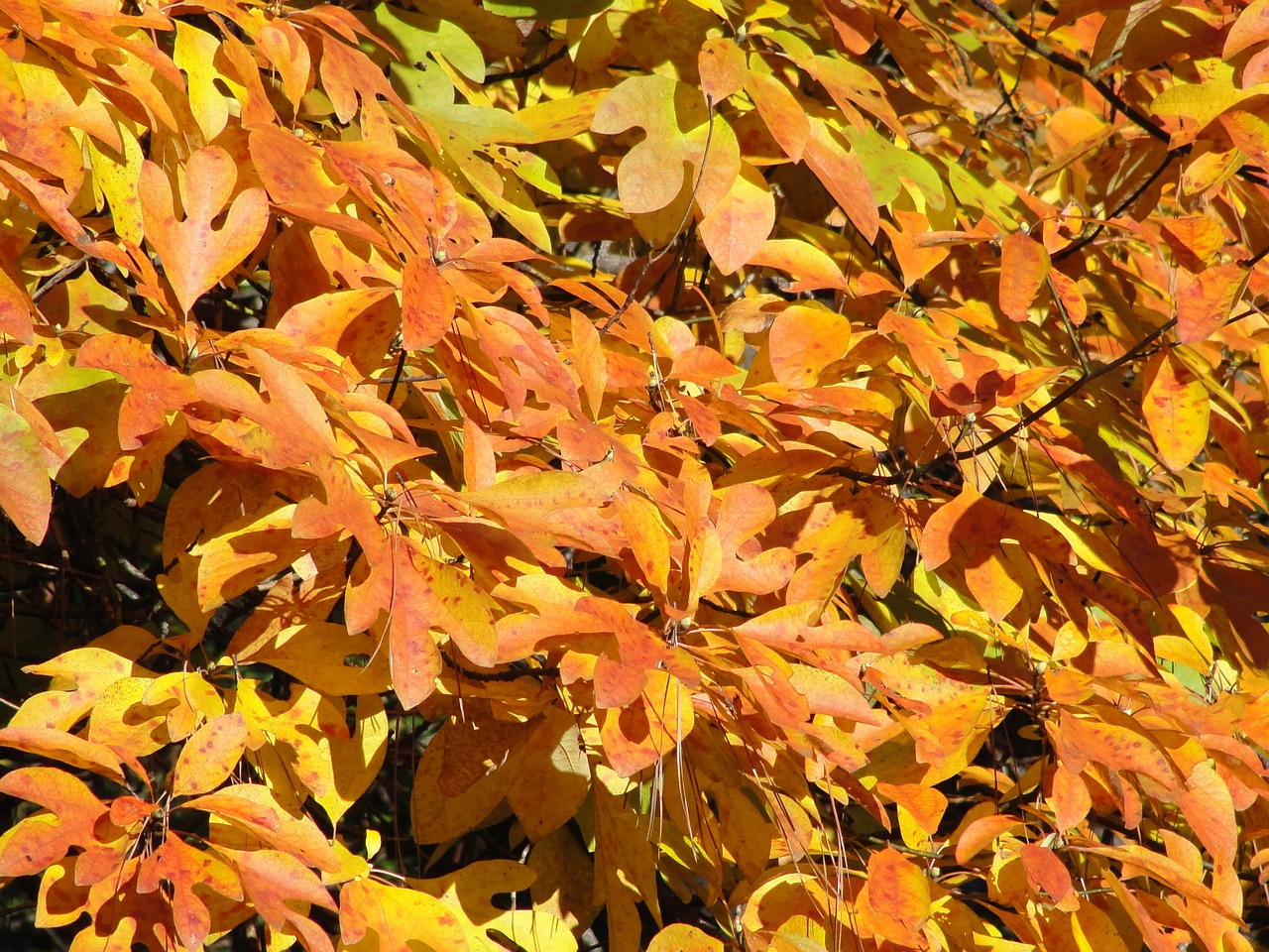 leaves golden autumn free photo