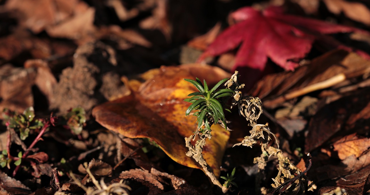 leaves red leaf green plant free photo