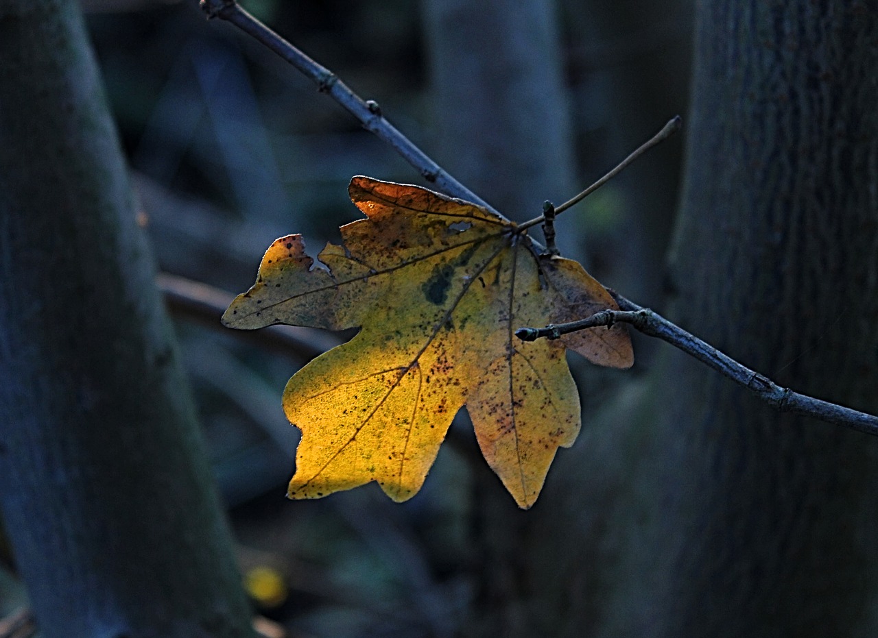 leaf tree autumn free photo