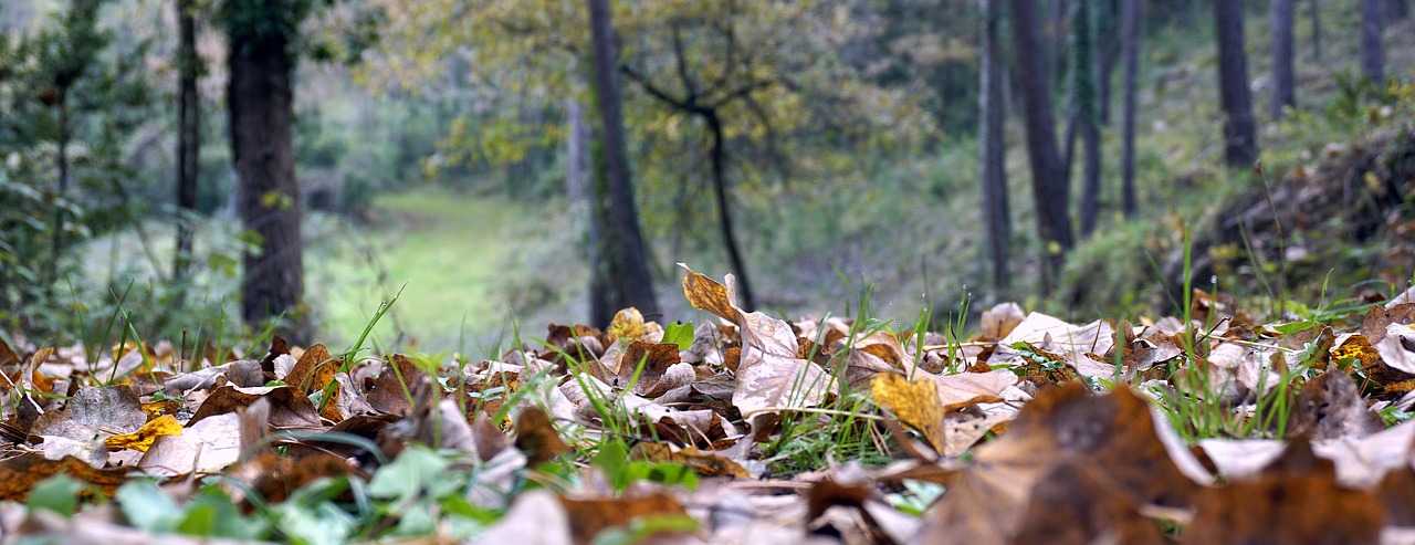 leaves autumn forest free photo