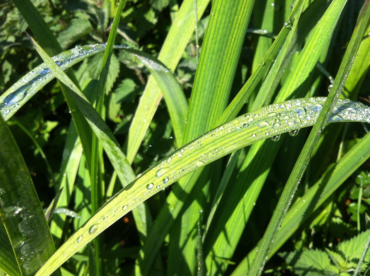 leaves nature plant free photo