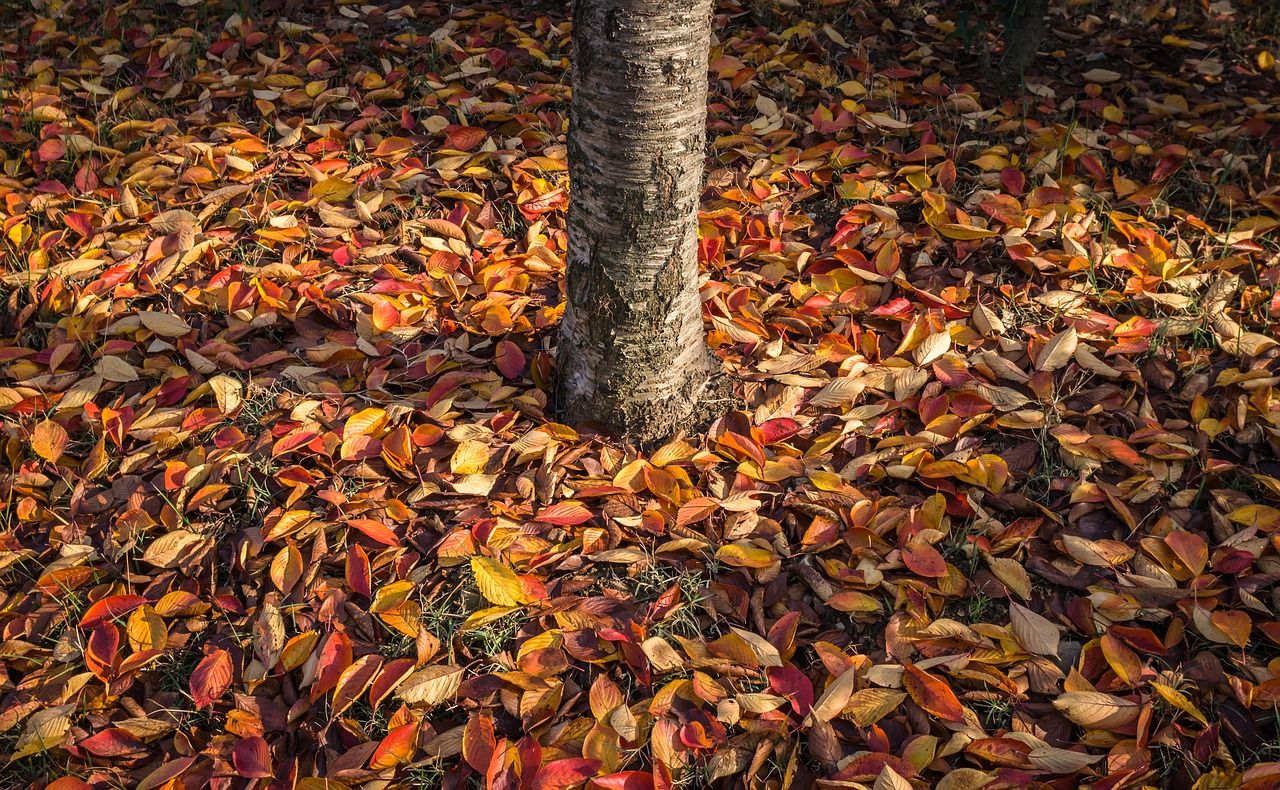 leaves autumn leaves autumn free photo