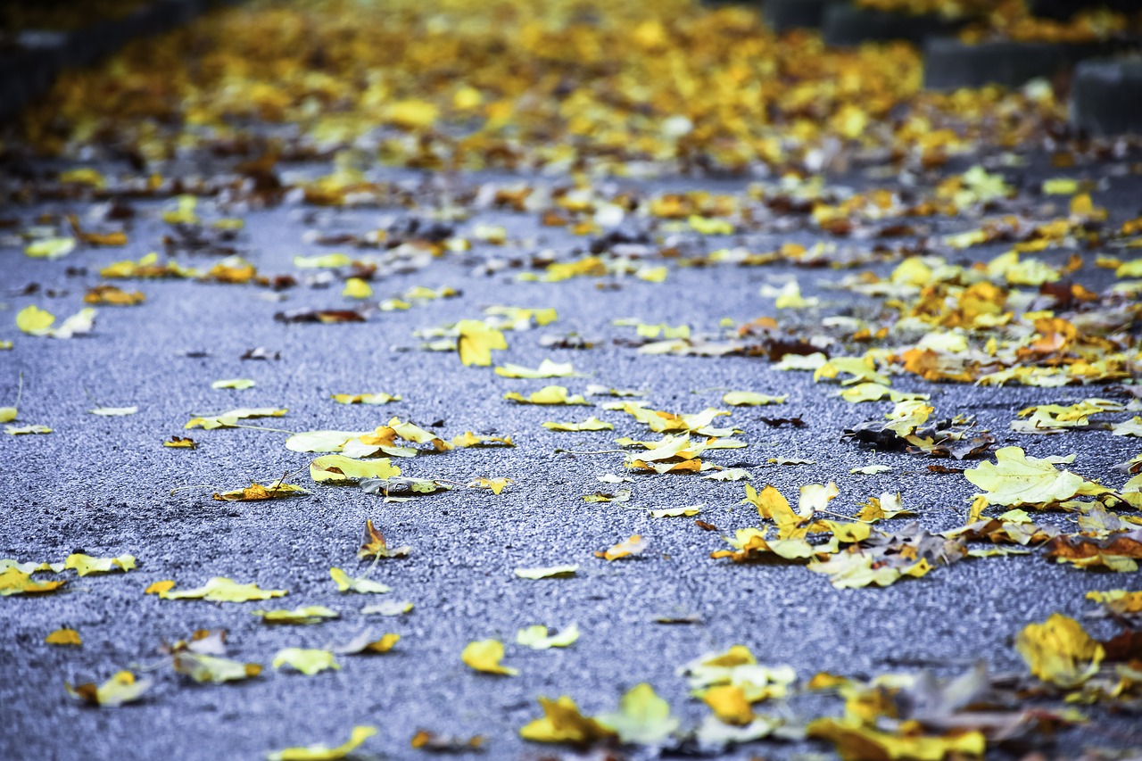 leaves autumn yellow free photo