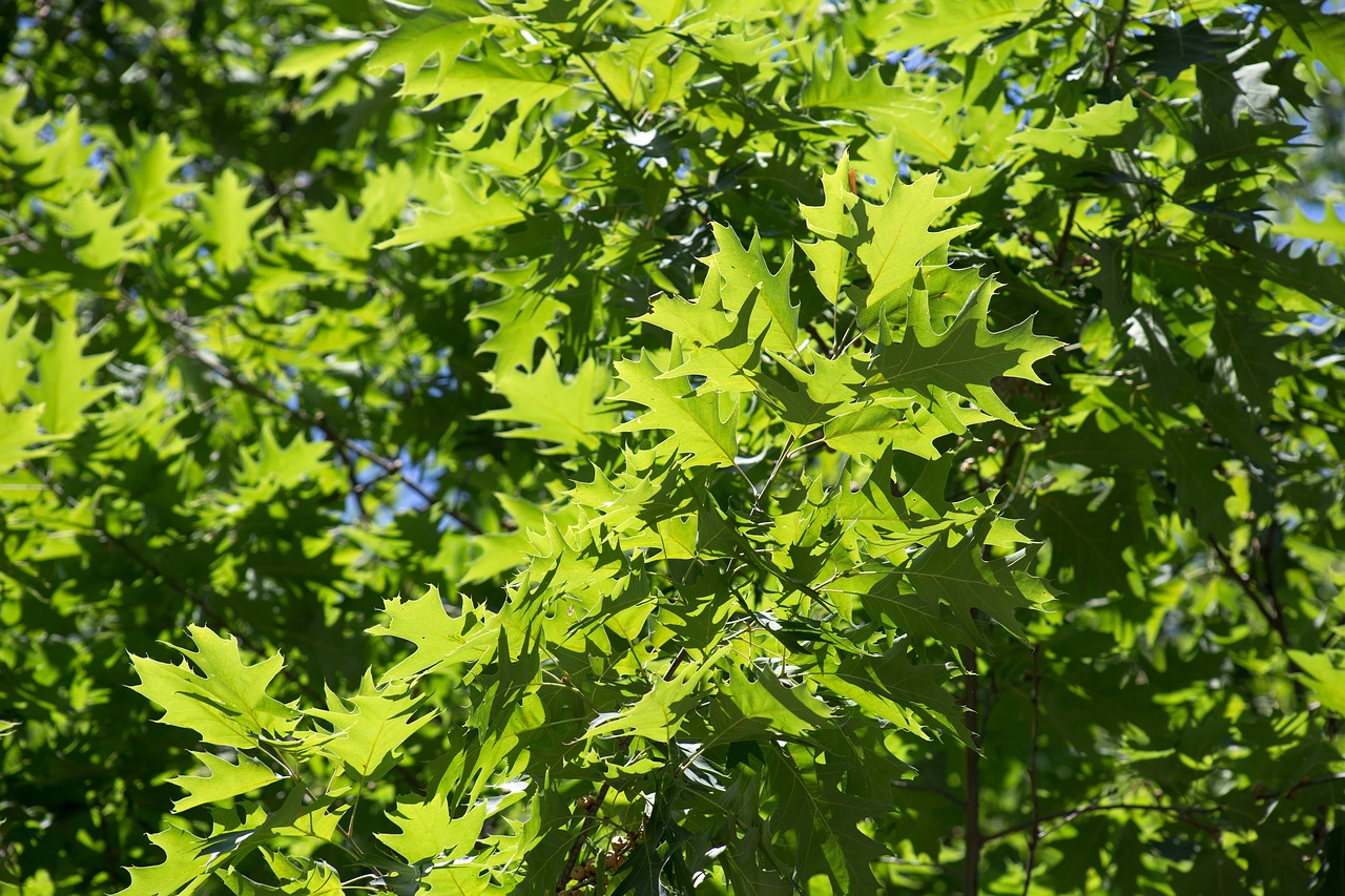 leaves nature summer free photo