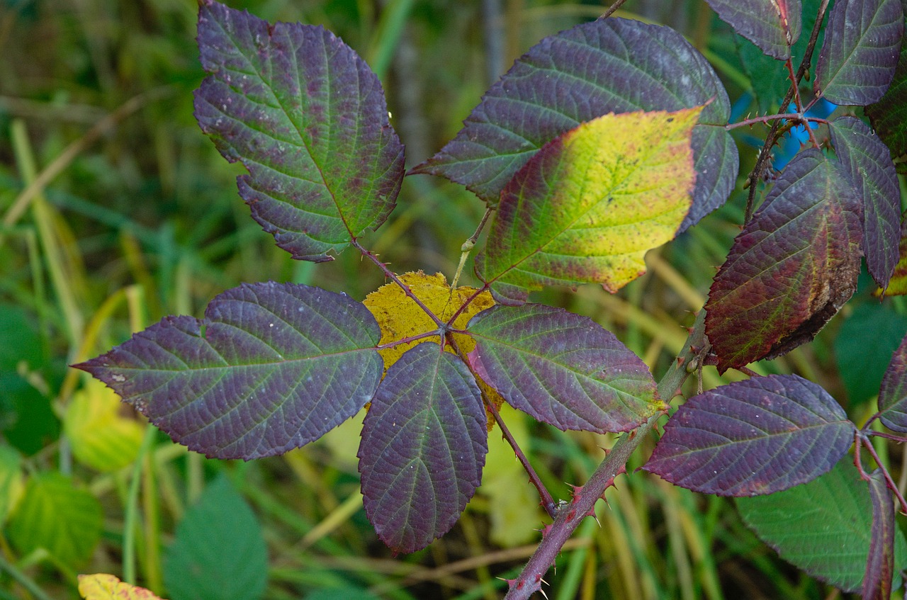 leaves fall leaves thorns free photo