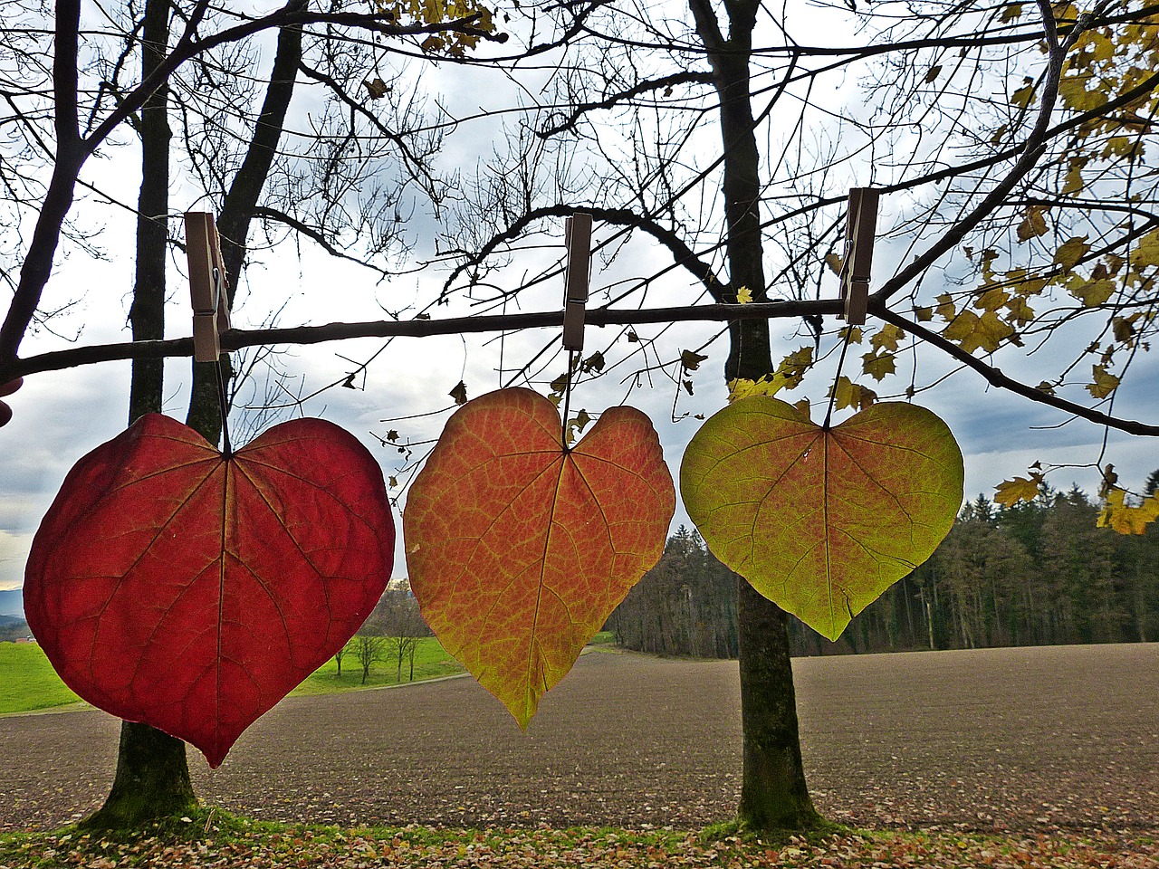 leaves autumn colorful free photo