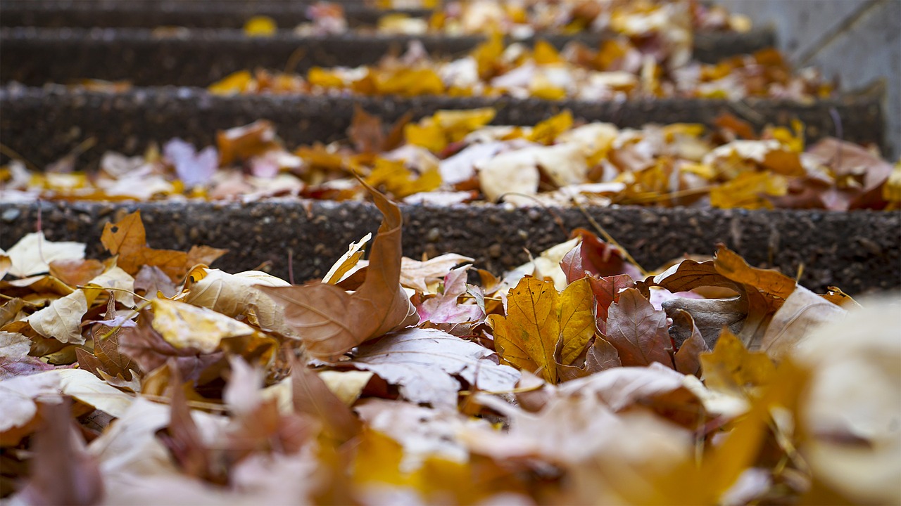 leaves fall autumn free photo