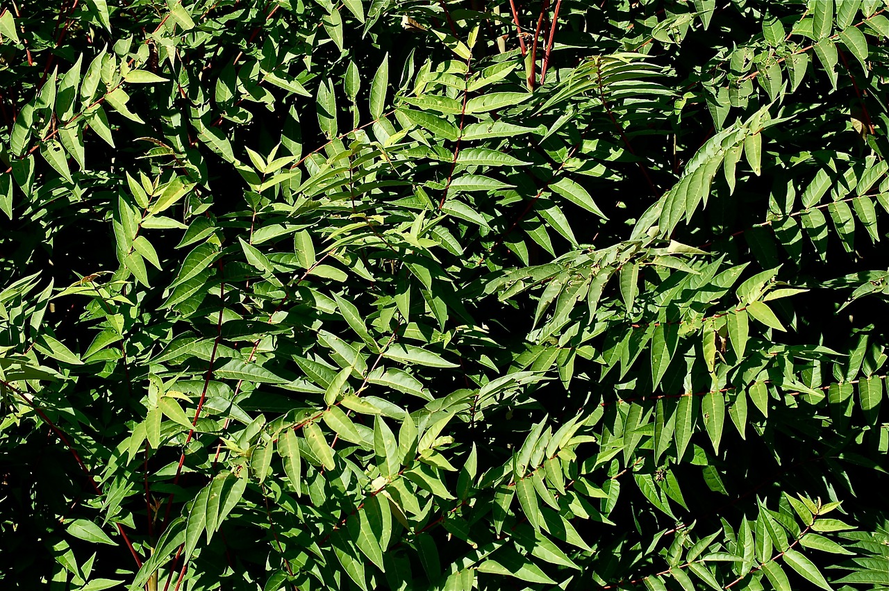 leaves green vegetable free photo