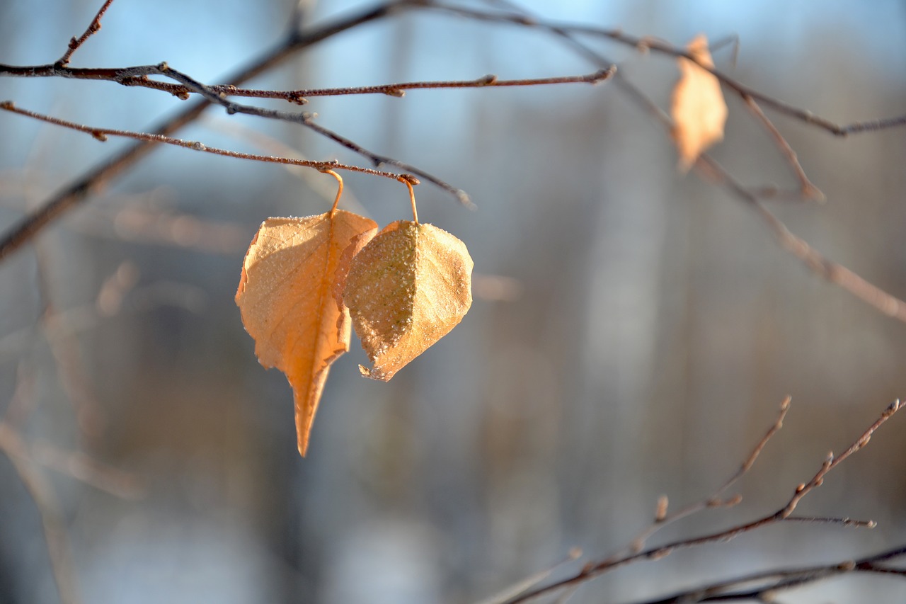 leaves yellow winter free photo