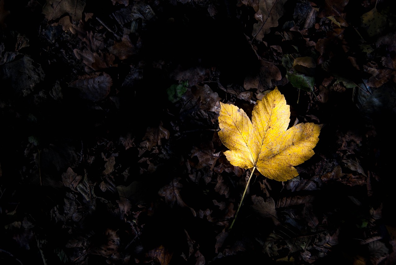 leaves autumn forest free photo