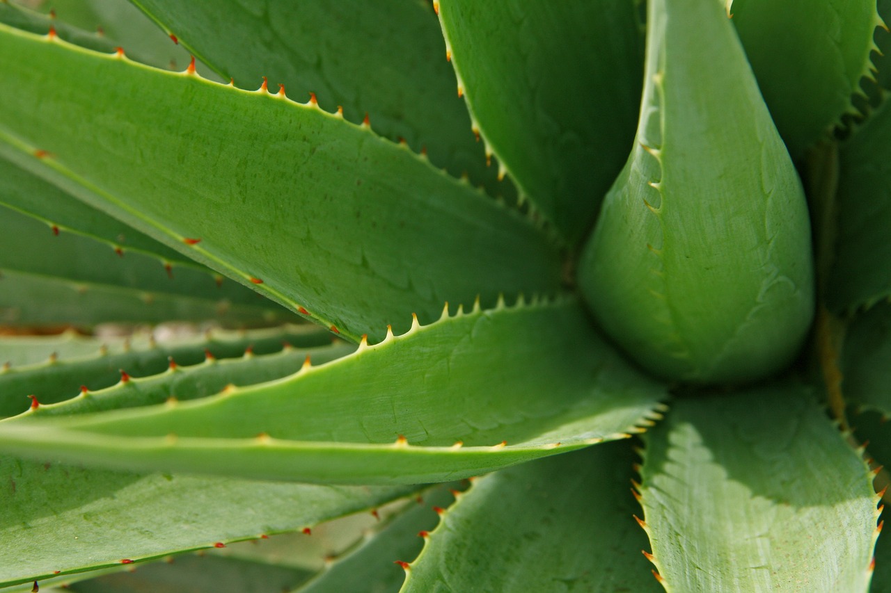 leaves aloe leaf free photo