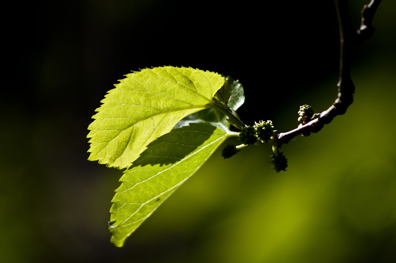 leaves reverse light mulberry free photo