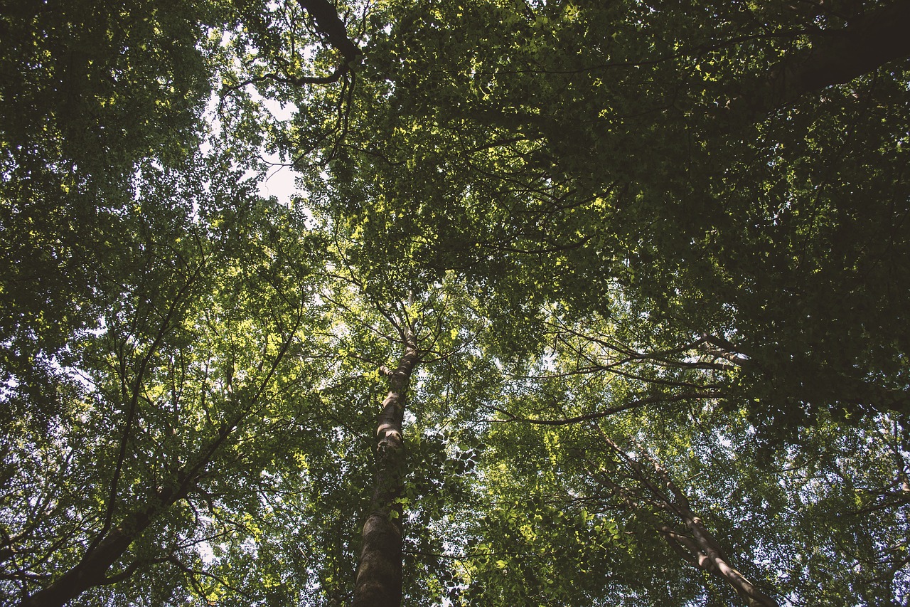 leaves nature summer free photo