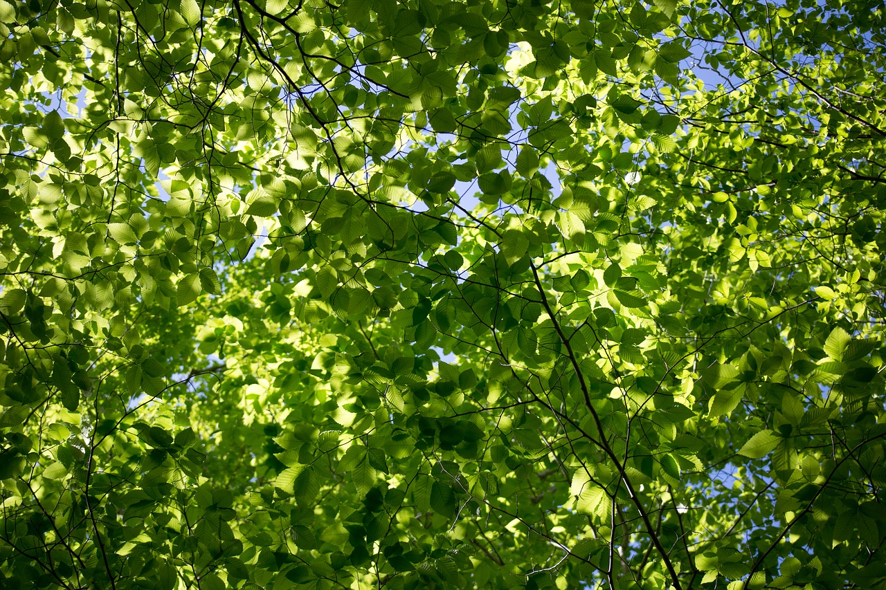 leaves nature sunlight free photo