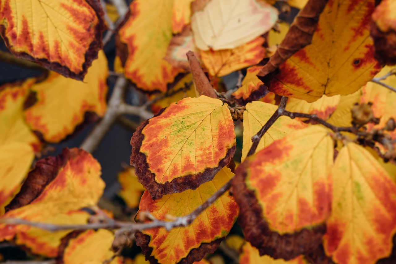 leaves autumn color free photo