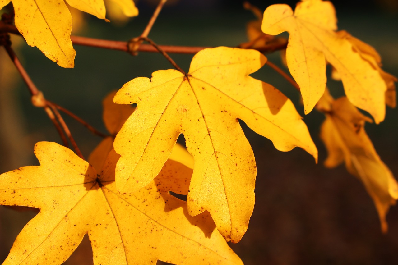 leaves yellow autumn free photo