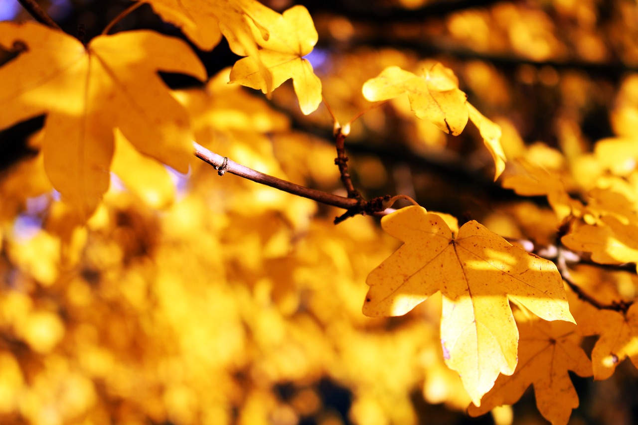 leaves yellow autumn free photo