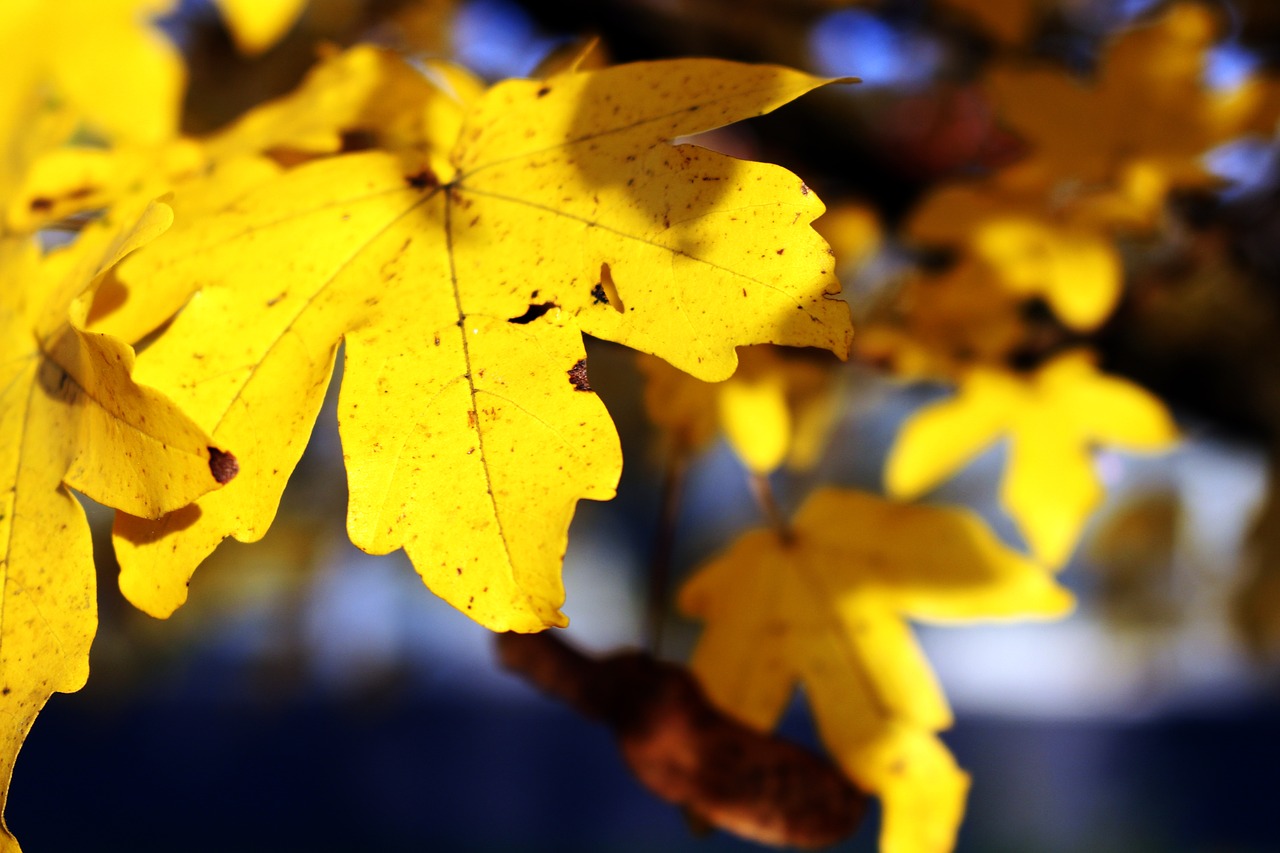 leaves yellow autumn free photo