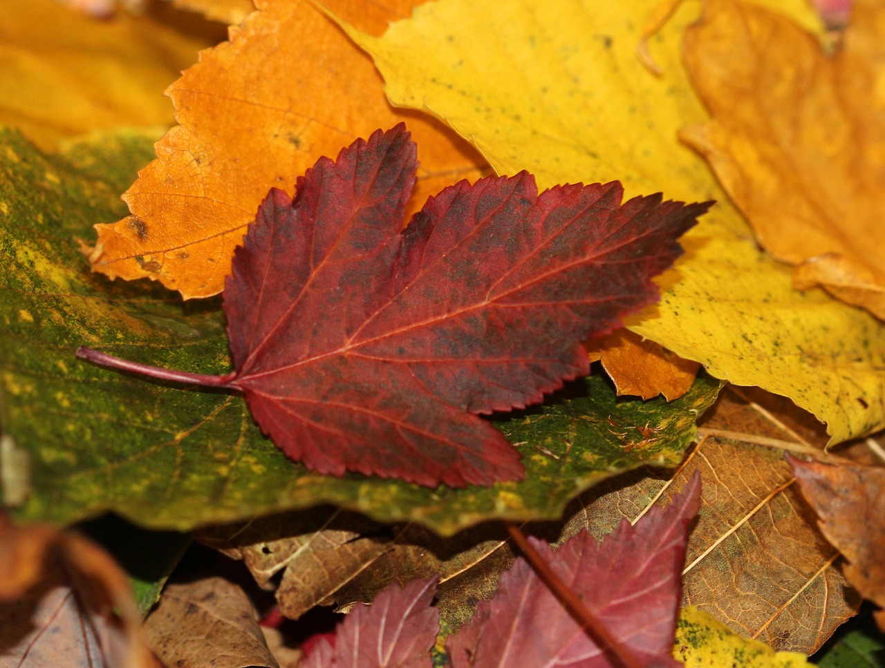 leaves fall autumn free photo