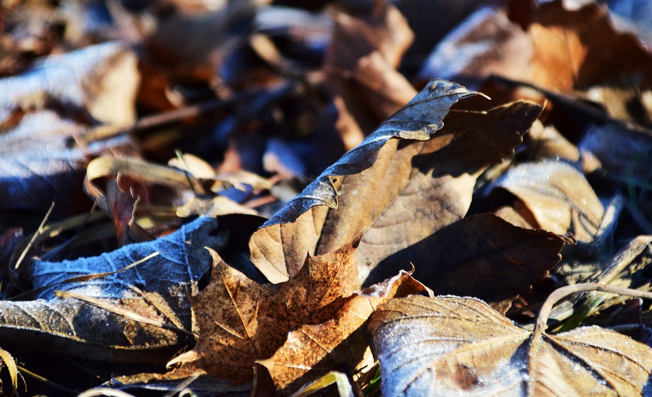 leaves autumn fall foliage free photo