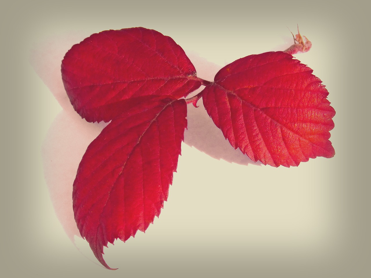 leaves red leaves blackberry free photo