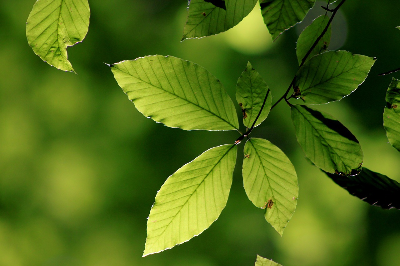 leaves reverse light green free photo