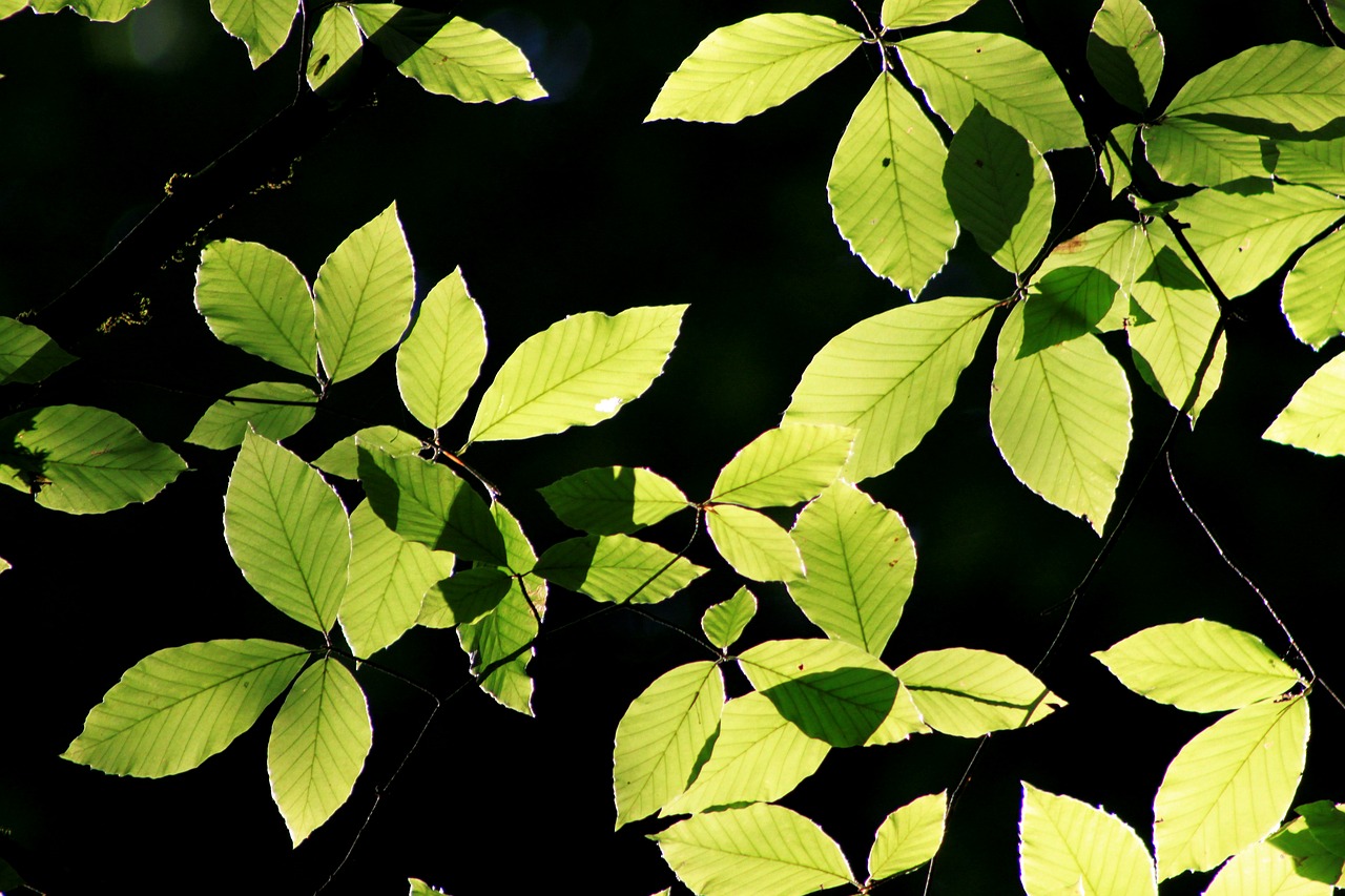 leaves reverse light green free photo