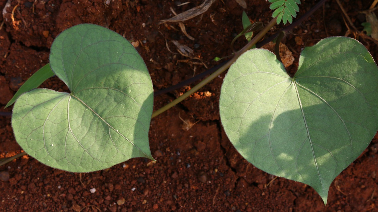 leaves love nature free photo