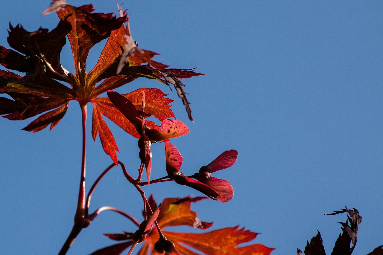 leaves colorful color free photo