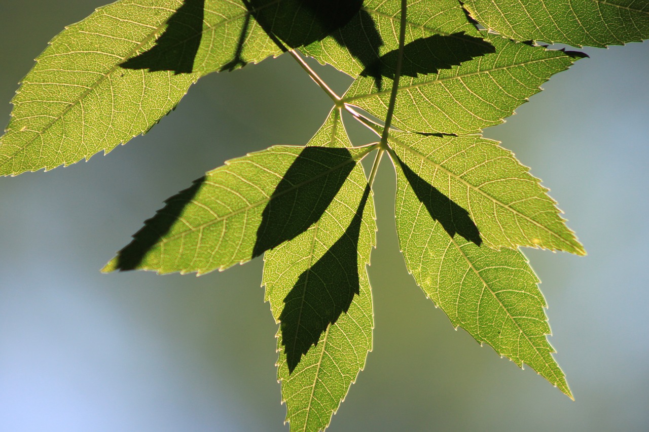 leaves reverse light branch free photo