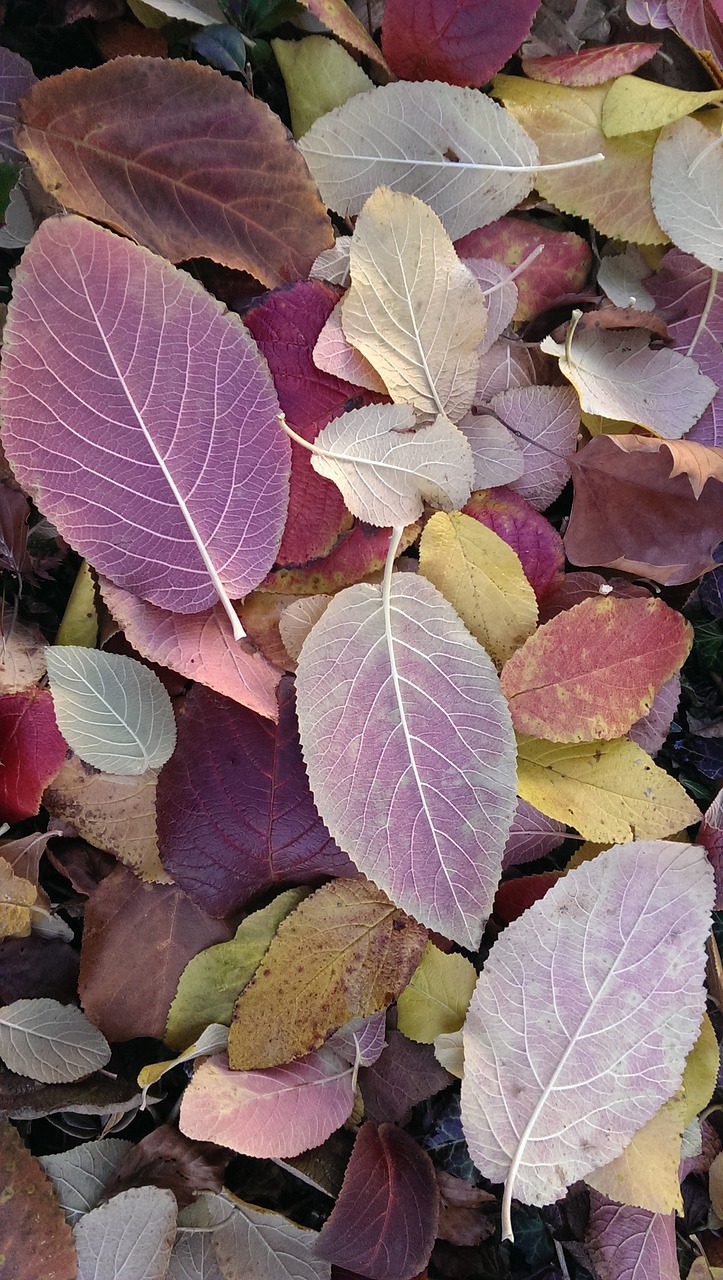 leaves autumn color free photo
