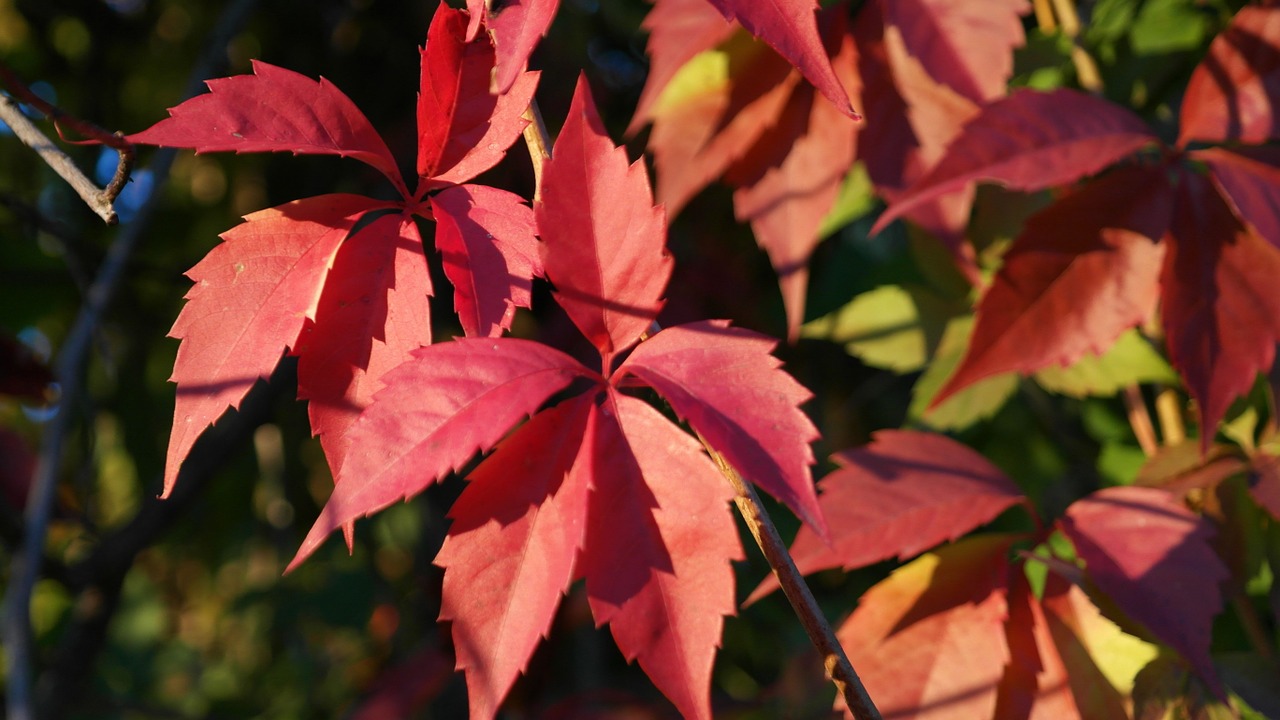 leaves autumn climber free photo