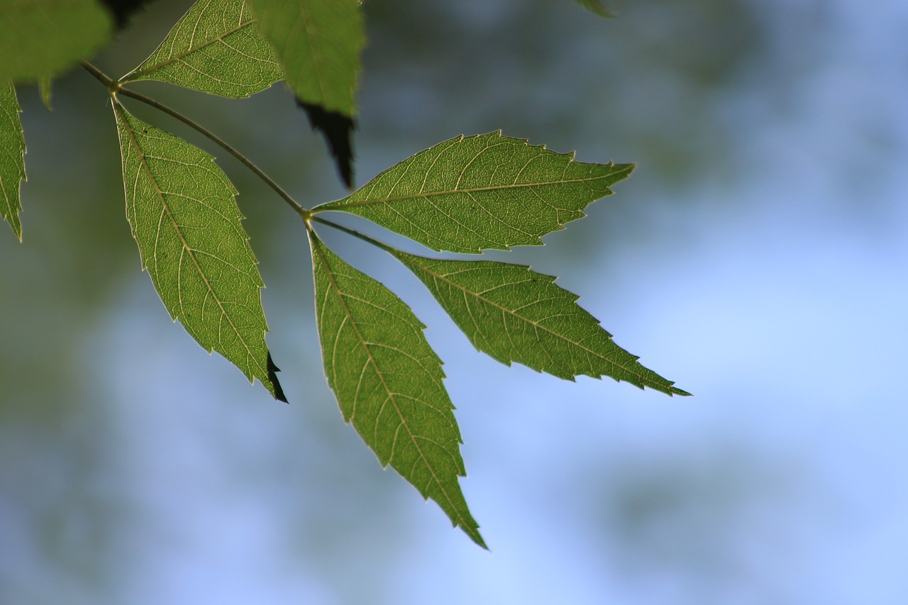 leaves branch green free photo