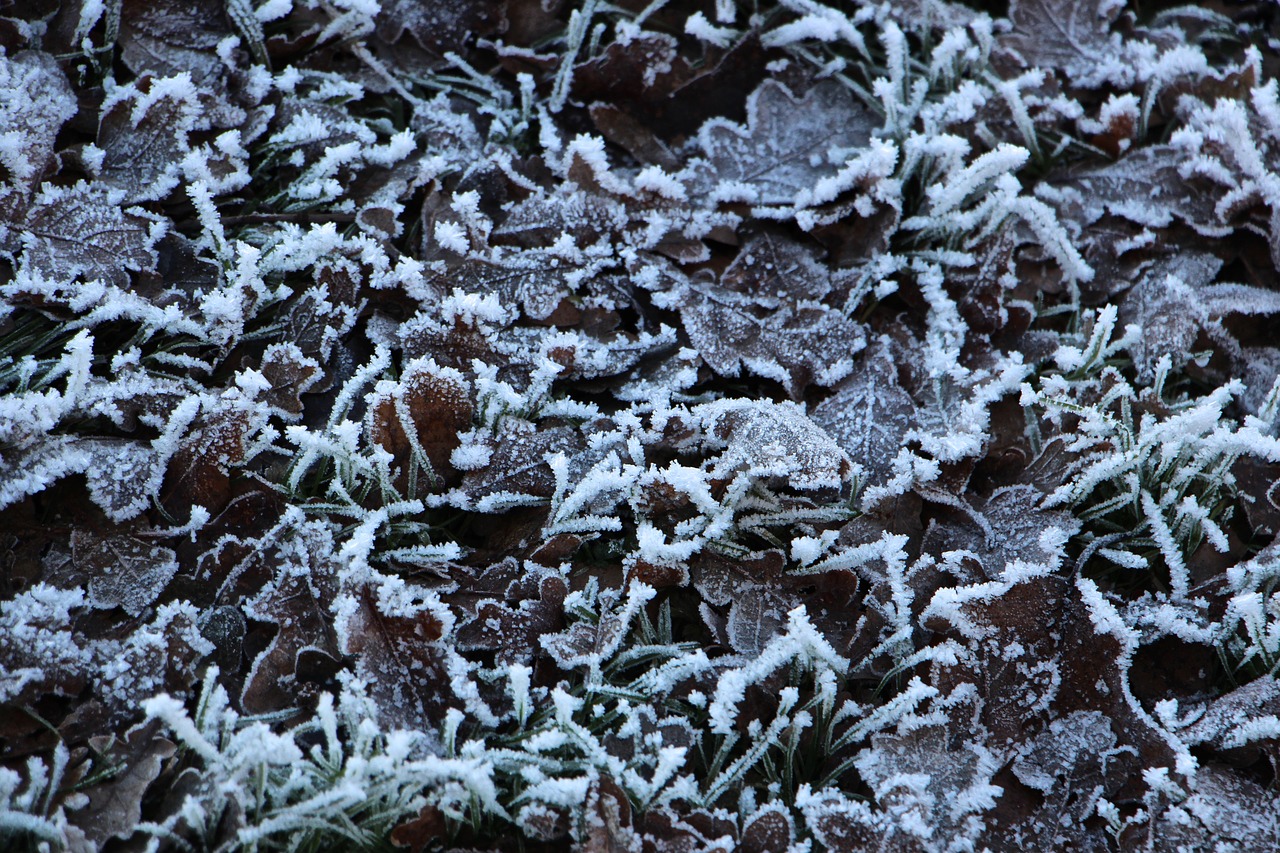 leaves frost cold free photo